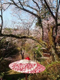 傘と桜